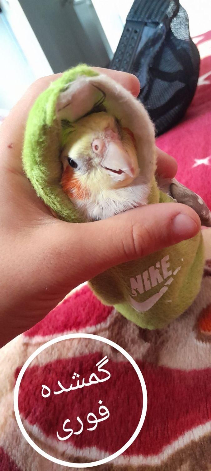 عروس هلندی گمشده در درخشانیه|حیوانات|هشتگرد, شهرک جهان ویلا (درخشانیه)|دیوار