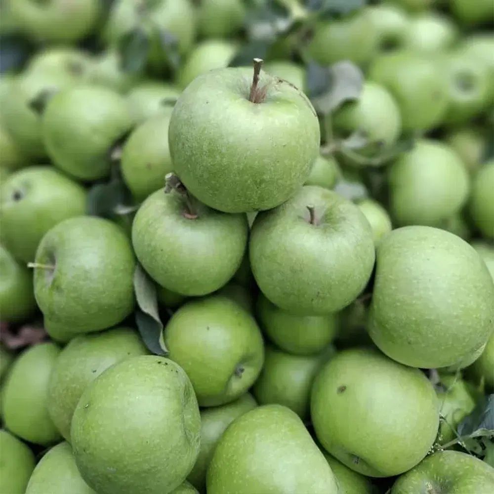 سیب سبز|خوردنی و آشامیدنی|مشهد, رسالت|دیوار
