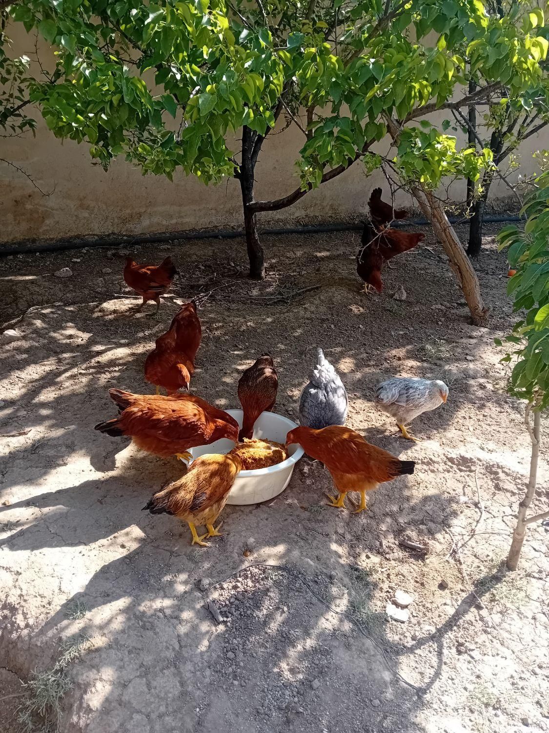 مرغ و خروس نیمچه محلی تخم گذار|حیوانات مزرعه|چهارباغ, |دیوار