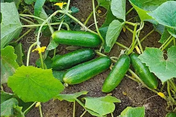 نیازمندکارگر خانم برای خیار وگوجه فرنگی وراننده|استخدام صنعتی، فنی، مهندسی|سنندج, |دیوار