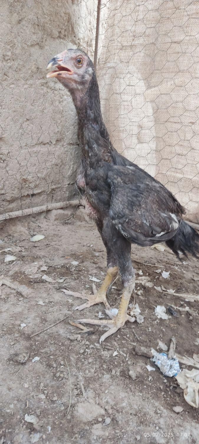 جوجه لاری گم شده|اشیا|زابل, |دیوار