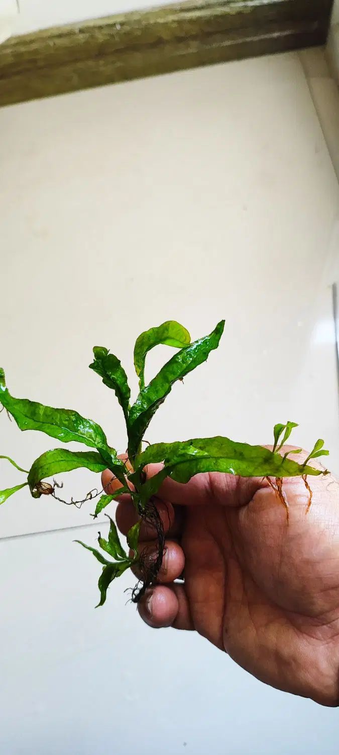 گیاه جاوا|ماهی|اصفهان, خواجه عمید|دیوار