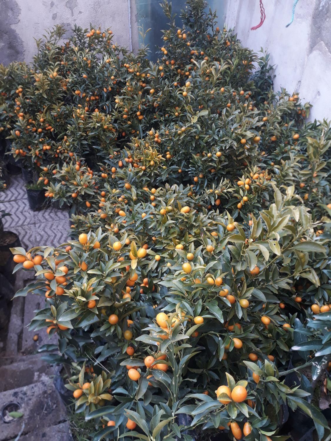 نهال کامکوآت ۲ الی ۳ ساله مناسب خانه و باغچه|گل و گیاه طبیعی|کرج, شهرک سهرابیه|دیوار