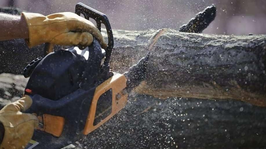 هرس برش درخت و خدمات باغبانی|خدمات باغبانی و درختکاری|اصفهان, خرم|دیوار