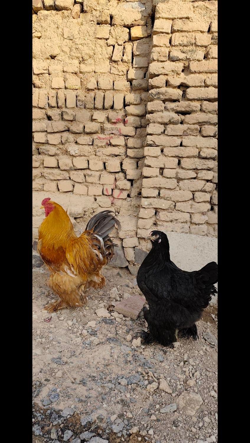 تخم مرغ نطفه دار برهما|حیوانات مزرعه|اصفهان, شهرک کاوه|دیوار