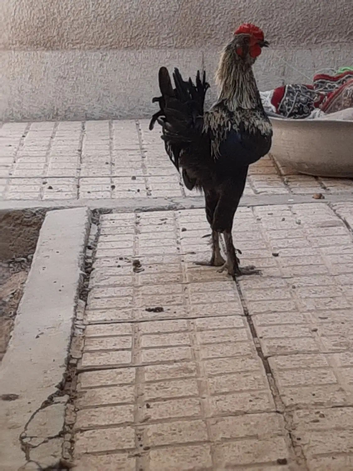 خروس|حیوانات مزرعه|اصفهان, گورتان|دیوار