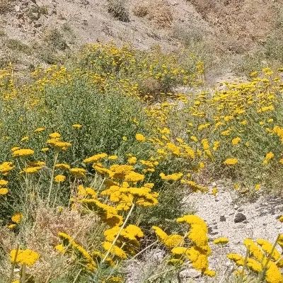 ختمی بابونه میوه نسترن گزنه بومادران چای کوهی|خوردنی و آشامیدنی|تهران, زعفرانیه|دیوار