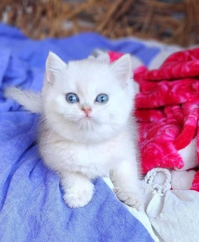 گربه های دلربا و اصیل لوس|گربه|تبریز, |دیوار