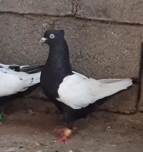 سینه ای ماده ۲ عدد نوک روشن، بدون دورنوک، سری ۷۰۰|پرنده|دزفول, |دیوار