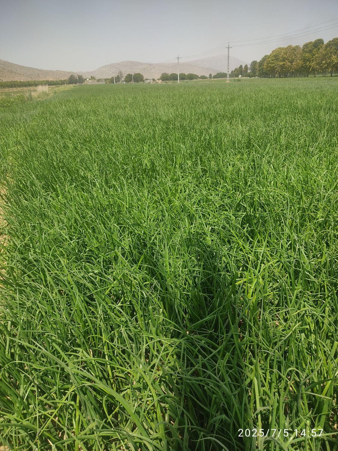 فروش زمین کشاورزی شهرستان سعادتشهر .پاسارگاد|فروش زمین و ملک کلنگی|پاسارگاد, |دیوار