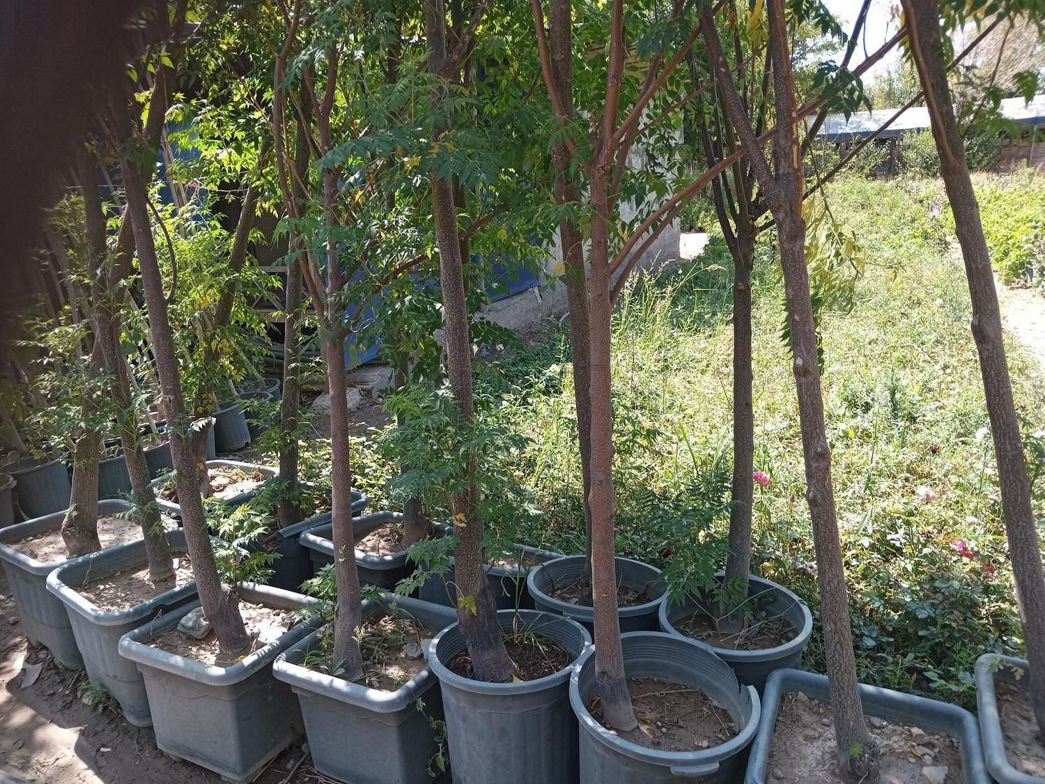 سنجد نهال و درخت گل وگیاه نصاب سرویس سیار فضای سبز|خدمات باغبانی و درختکاری|تهران, مهران (سیدخندان)|دیوار