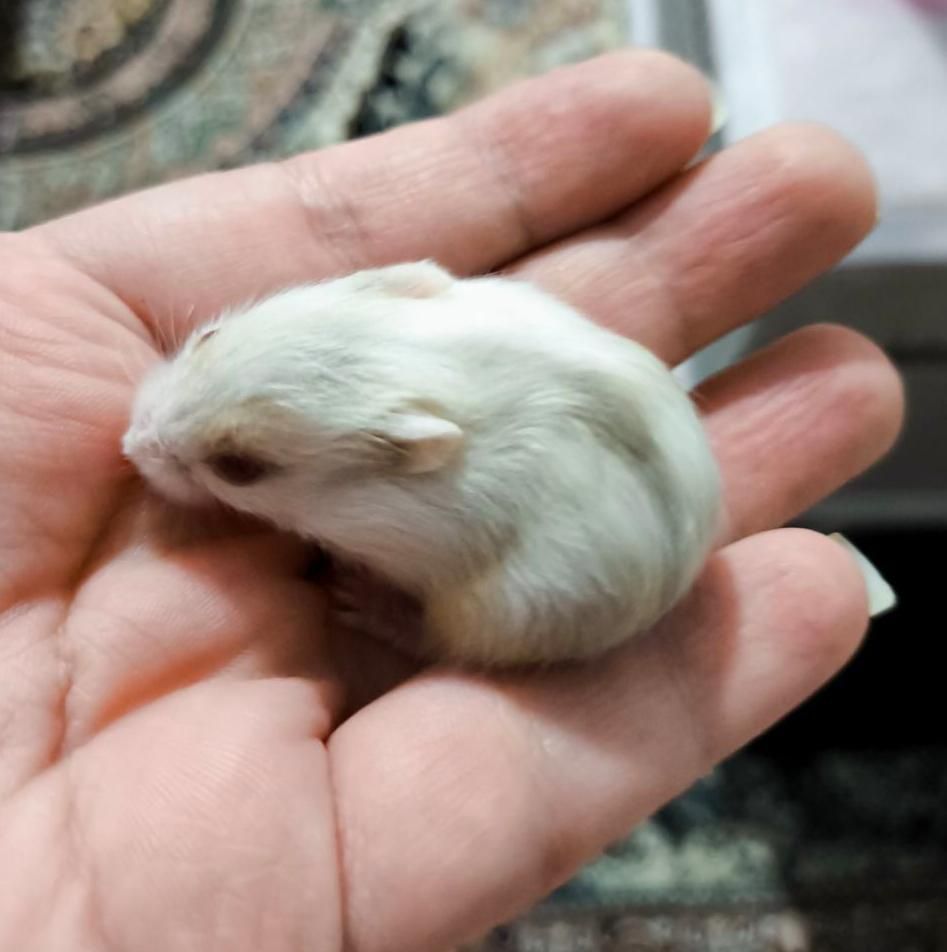 همستر (نژاد مینیاتوری)|موش و خرگوش|تهران, حکیمیه|دیوار