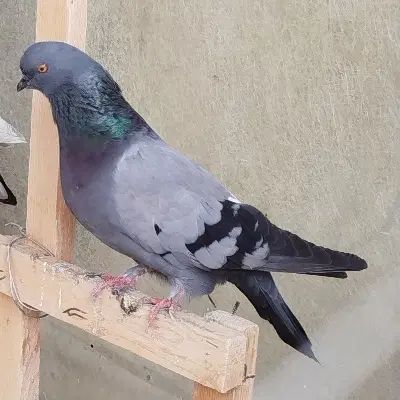 کفتر سبز|پرنده|کرج, گلشهر|دیوار