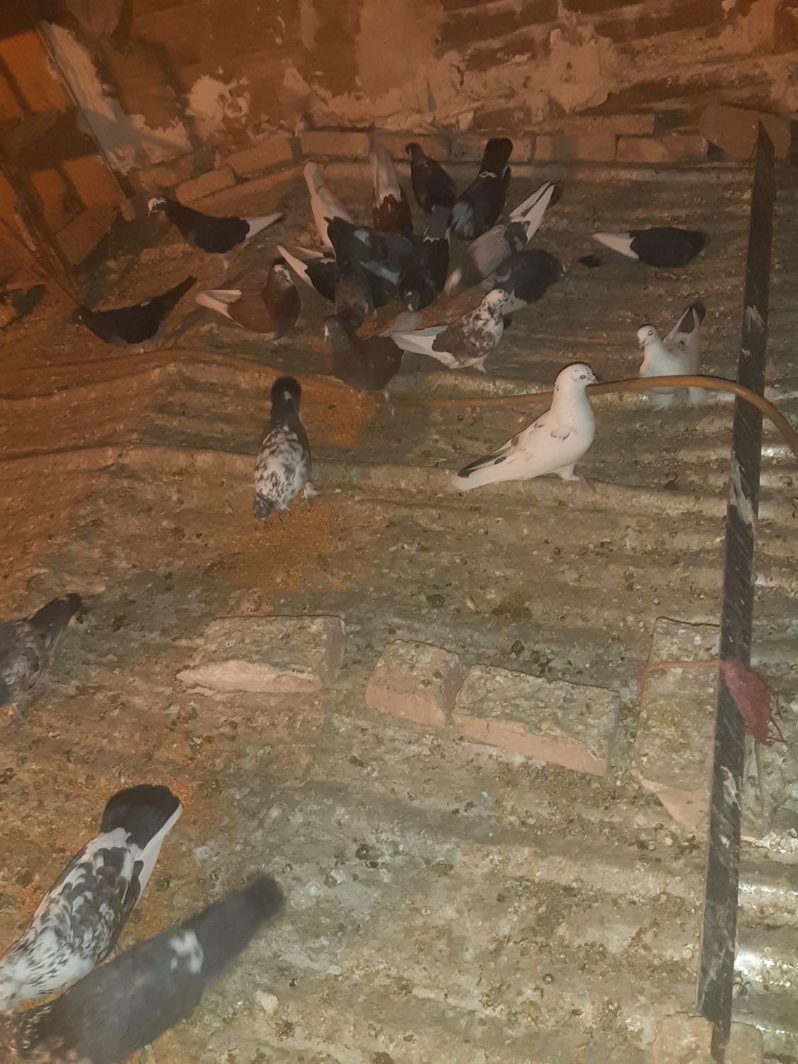 کفتر معاوضه دارم با گوشی و چیزای دیگه|پرنده|تهران, شوش|دیوار