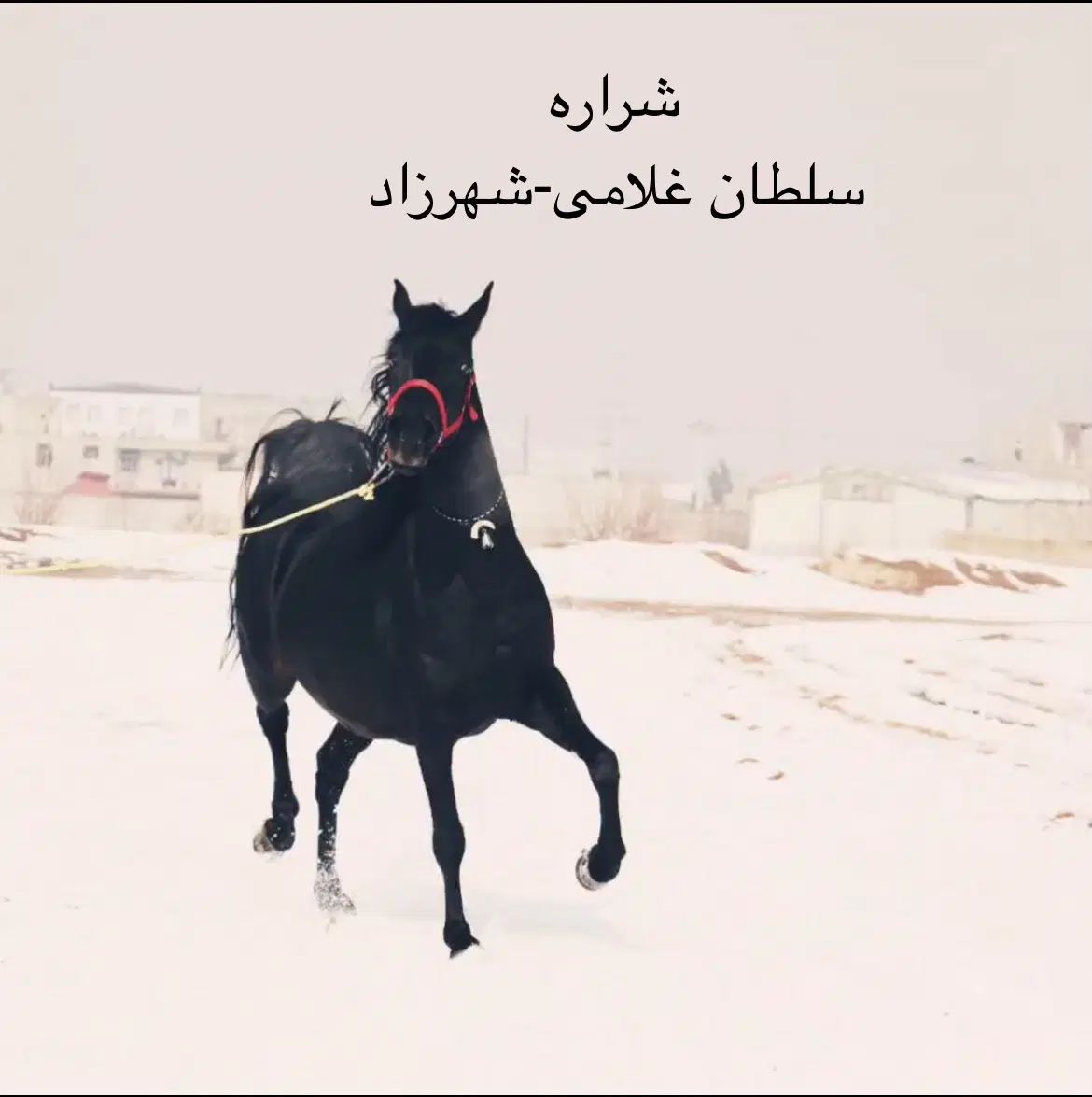 مادیان سیاه|اسب و تجهیزات اسب‌سواری|اصفهان, باغ فدک|دیوار