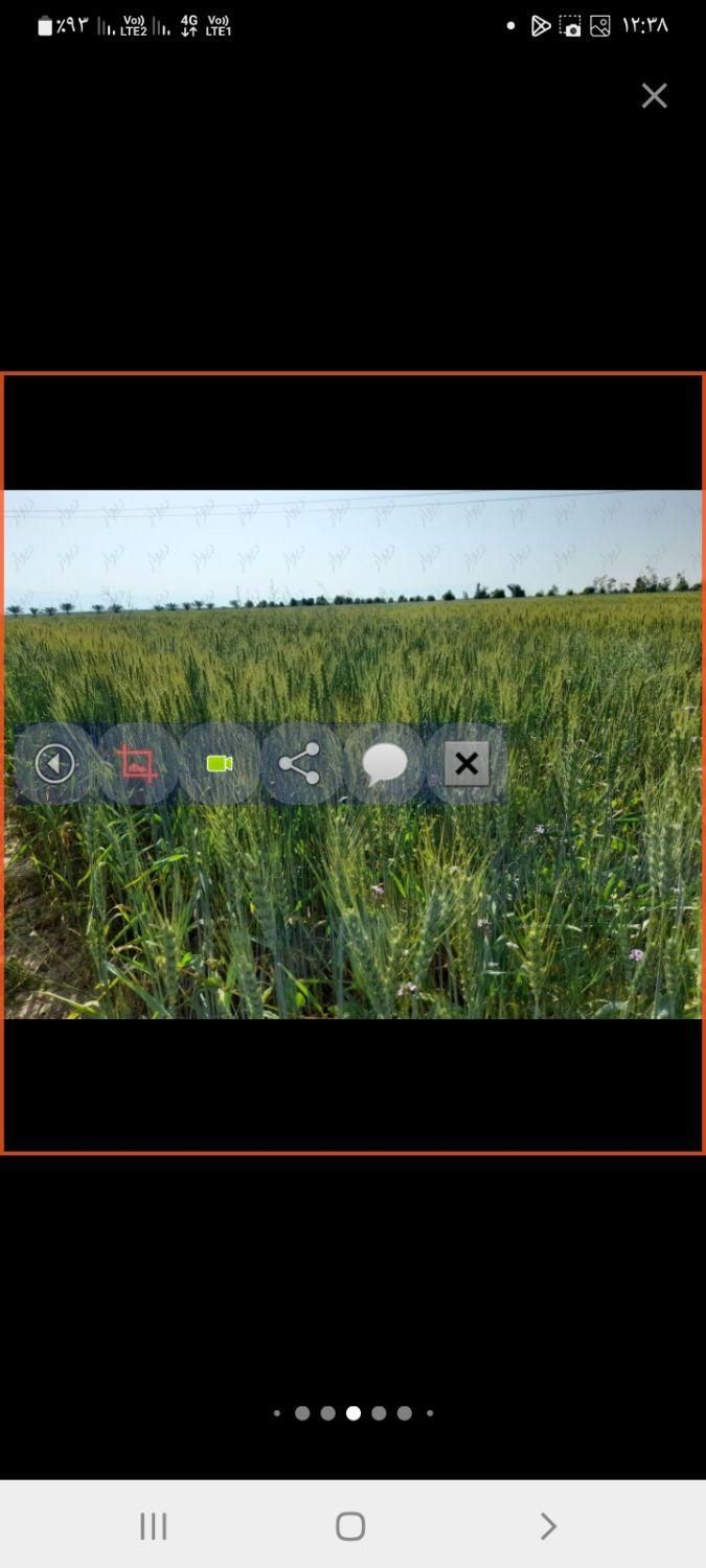 اجاره ۸ هکتار زمین کشاورزی با آب چاه فول|اجارهٔ دفتر صنعتی، کشاورزی، تجاری|برازجان, |دیوار