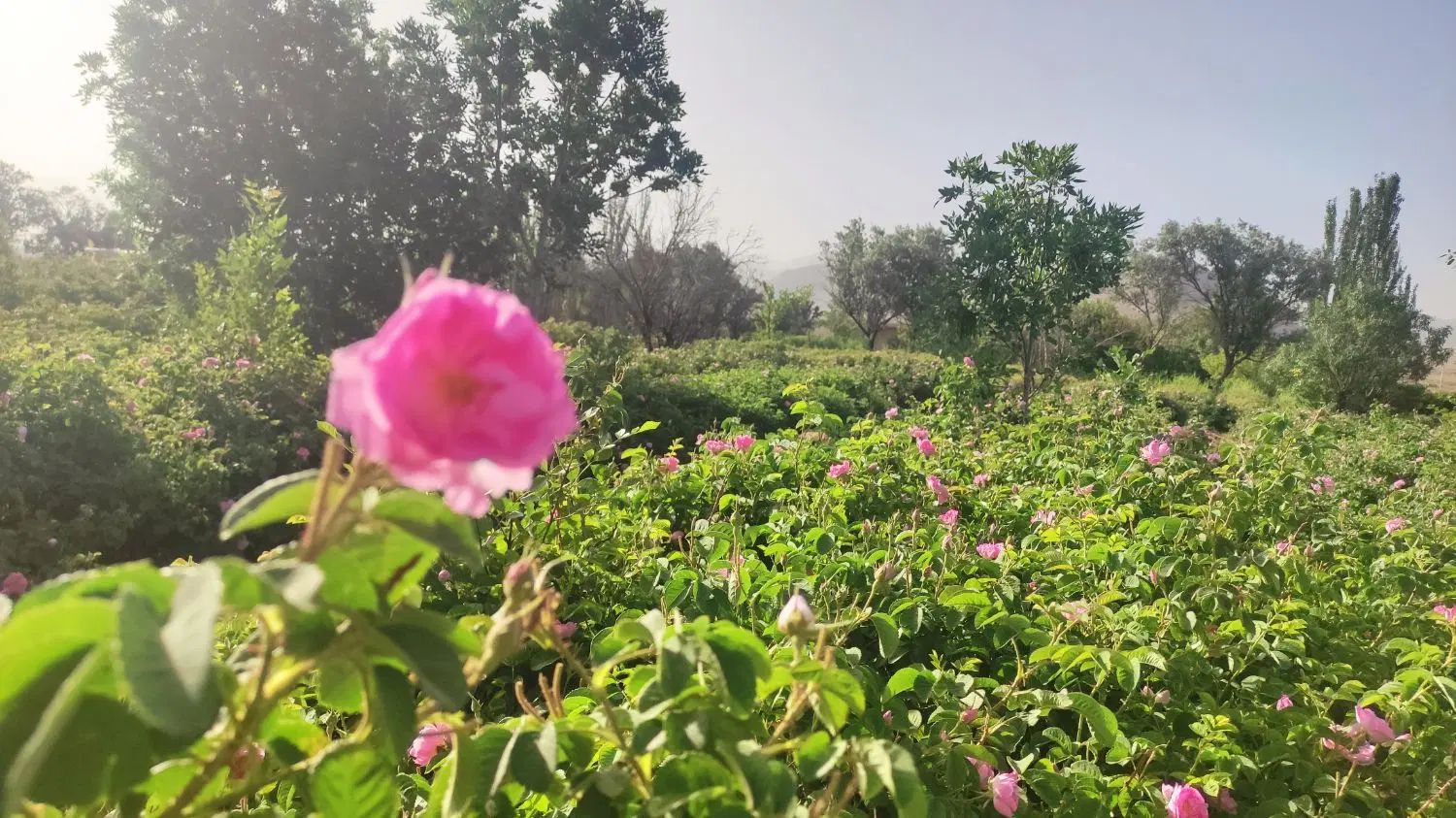 فروش یک ساعت سهم آب کشاورزی روستای ازوار کاشان|فروش دفتر صنعتی، کشاورزی، تجاری|کاشان, درب جوشقان|دیوار