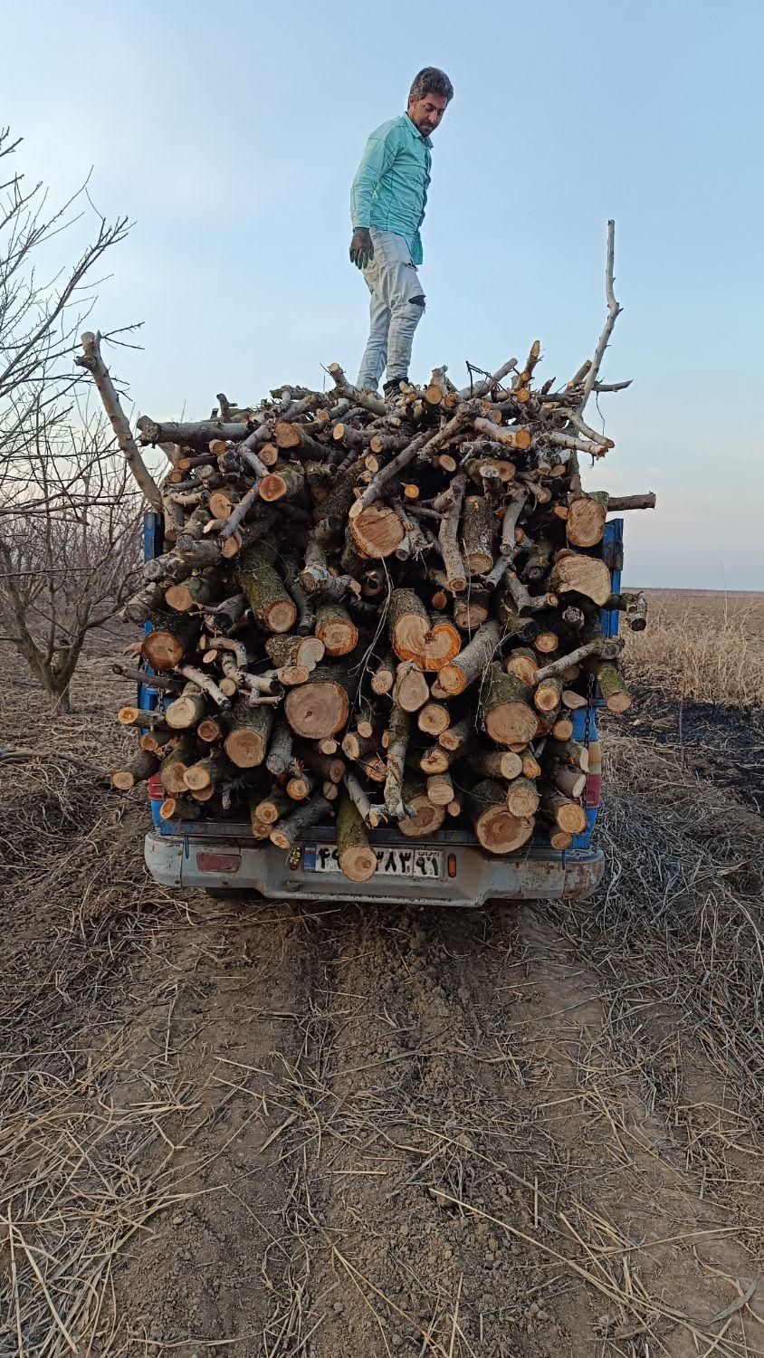 خرید چوب|خدمات باغبانی و درختکاری|پارس‌آباد, |دیوار