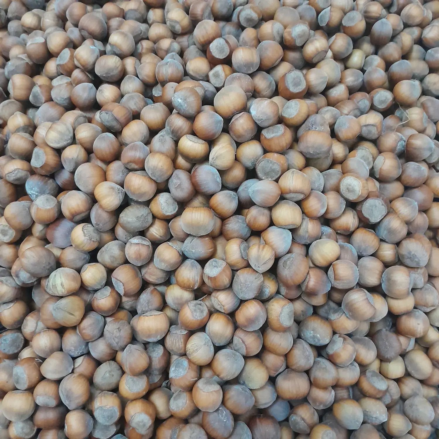 فندق|خوردنی و آشامیدنی|رشت, پل تالشان|دیوار