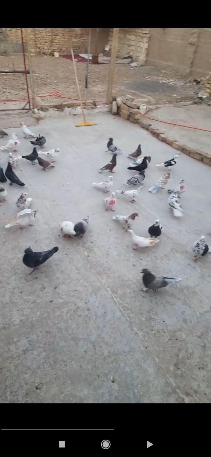 کفتر پرشی گنجه بر|پرنده|قم, انسجام|دیوار