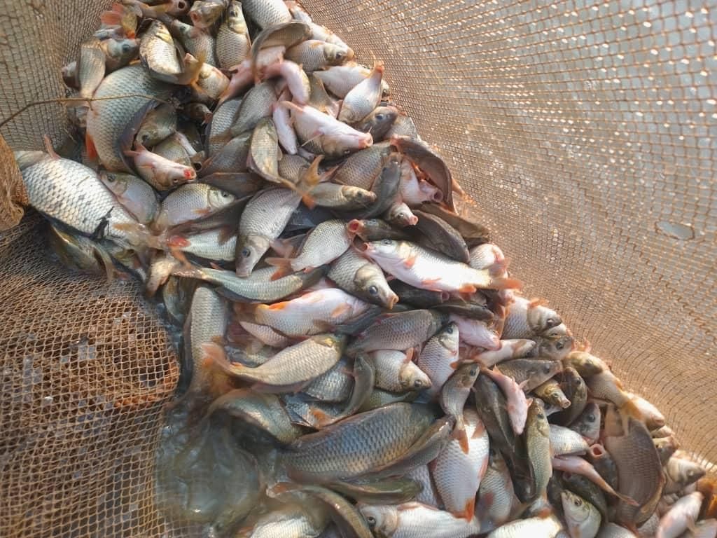 پخش بچه ماهی جهاد|ماهی|دماوند, |دیوار