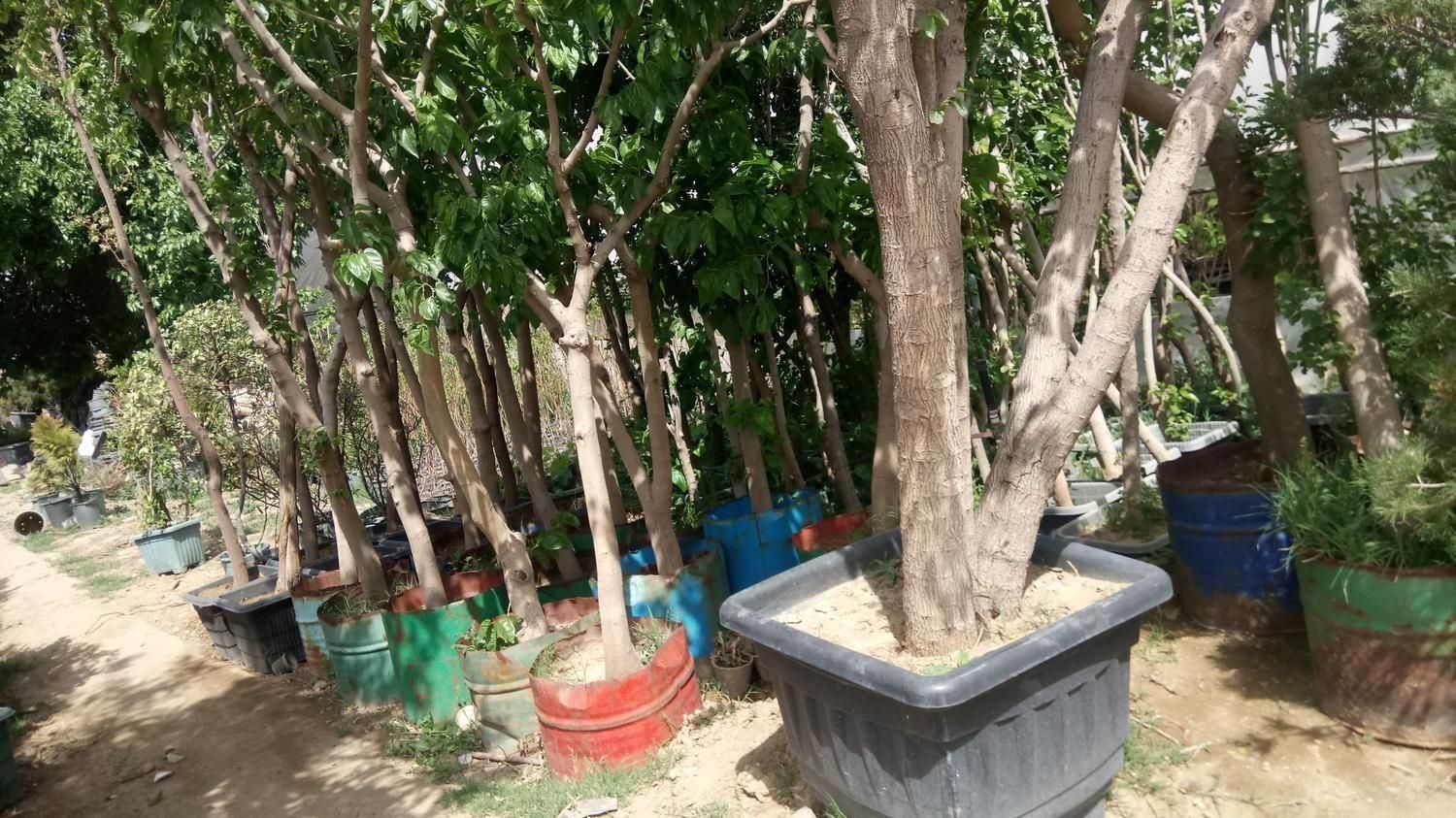 باغبانی درختچه نهالستان نهال درخت گل وگیاه فروشی|خدمات باغبانی و درختکاری|تهران, باغ خزانه|دیوار