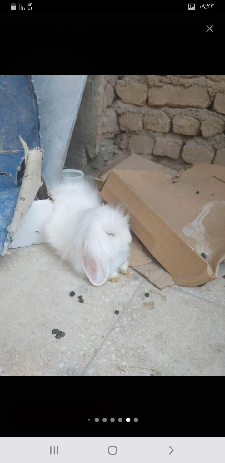 خرگوش لوپ اصل|موش و خرگوش|کاشان, کارگر|دیوار