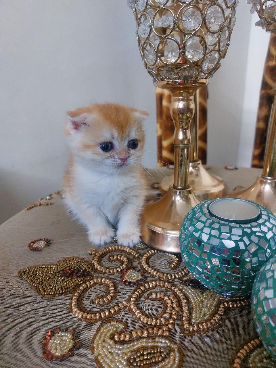 گربه گلد ان وای ۱۲ خانگی|گربه|تهران, توحید|دیوار