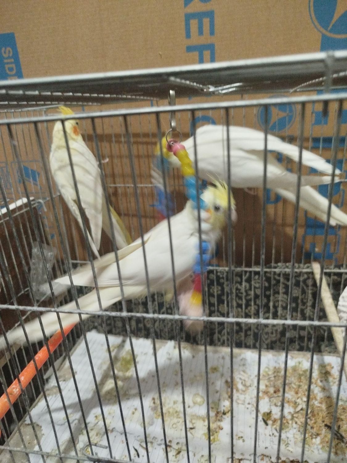 سه تا عروس هلندی|پرنده|آذرشهر, |دیوار