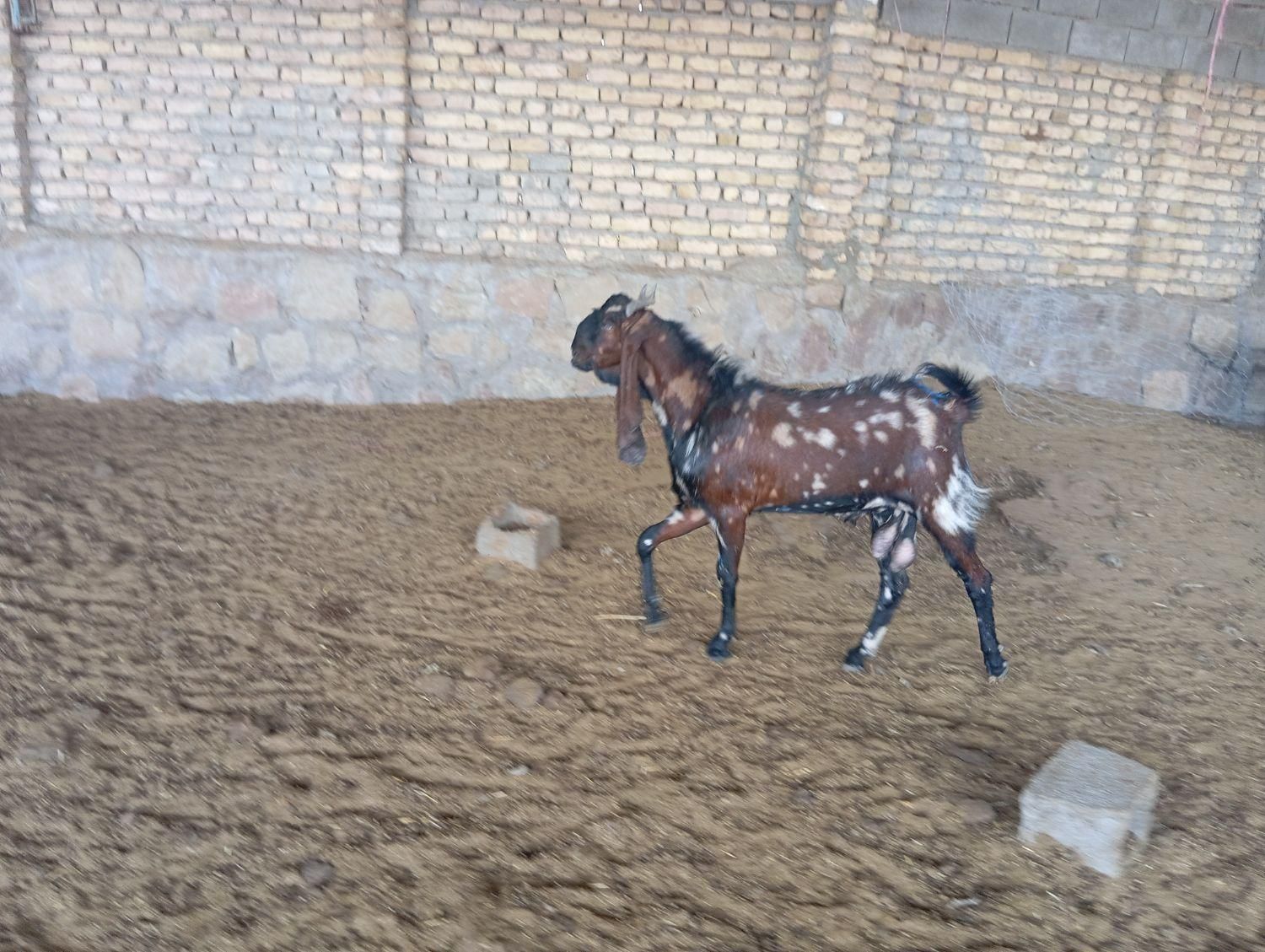 بز پاکستانی|حیوانات مزرعه|چناران, |دیوار