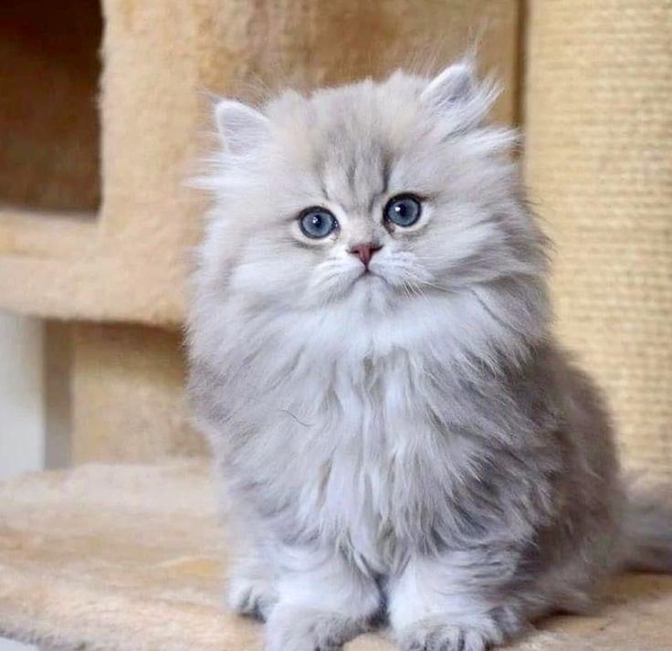 مجموعه گربه های گوگولی (پرشین بریتیش اسکاتیش)|گربه|یزد, |دیوار