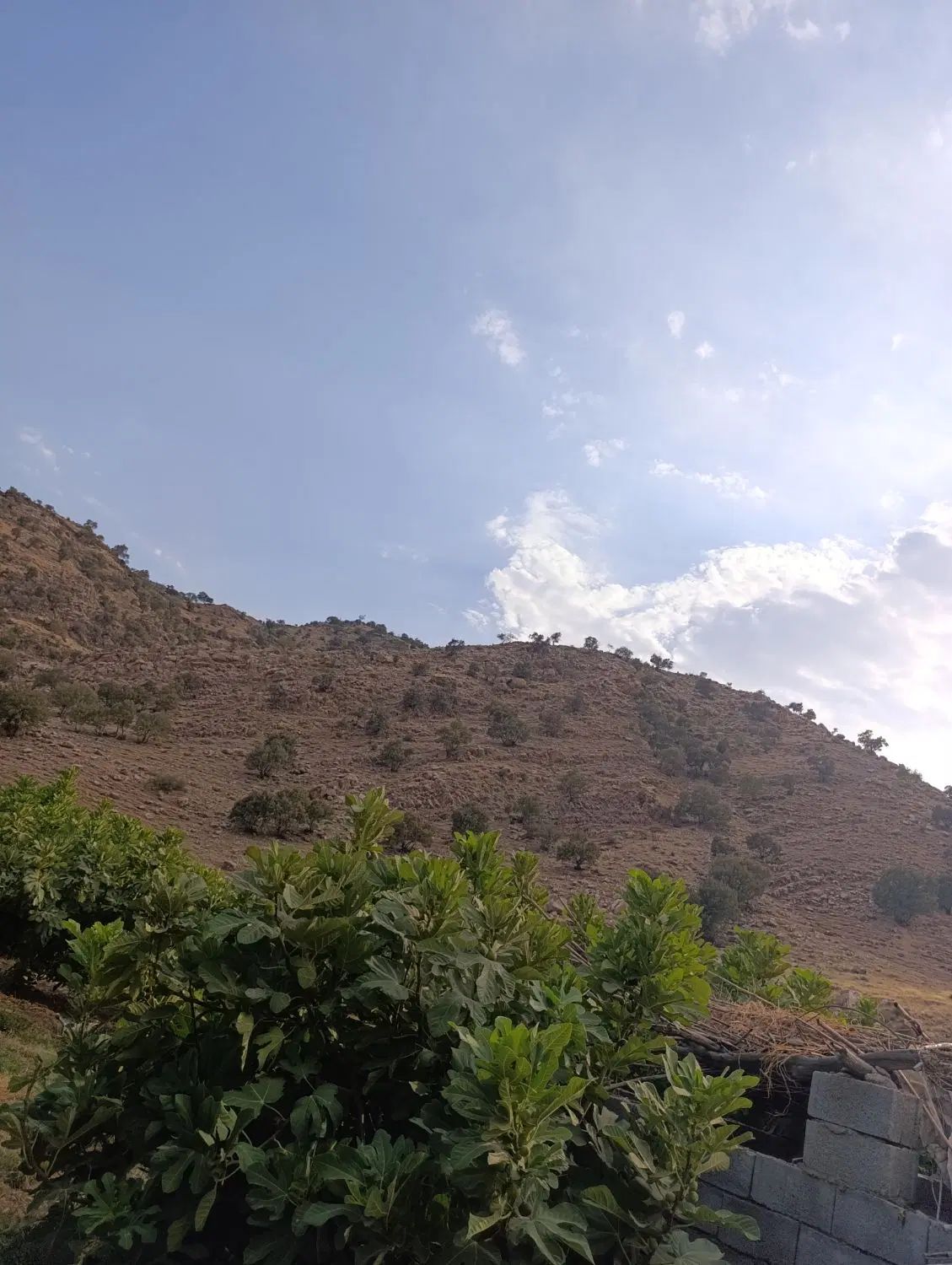 زمین کشاورزی آبی نزدیک رودخانه اردوگاه روبند جلگه|فروش دفتر صنعتی، کشاورزی، تجاری|پلدختر, |دیوار