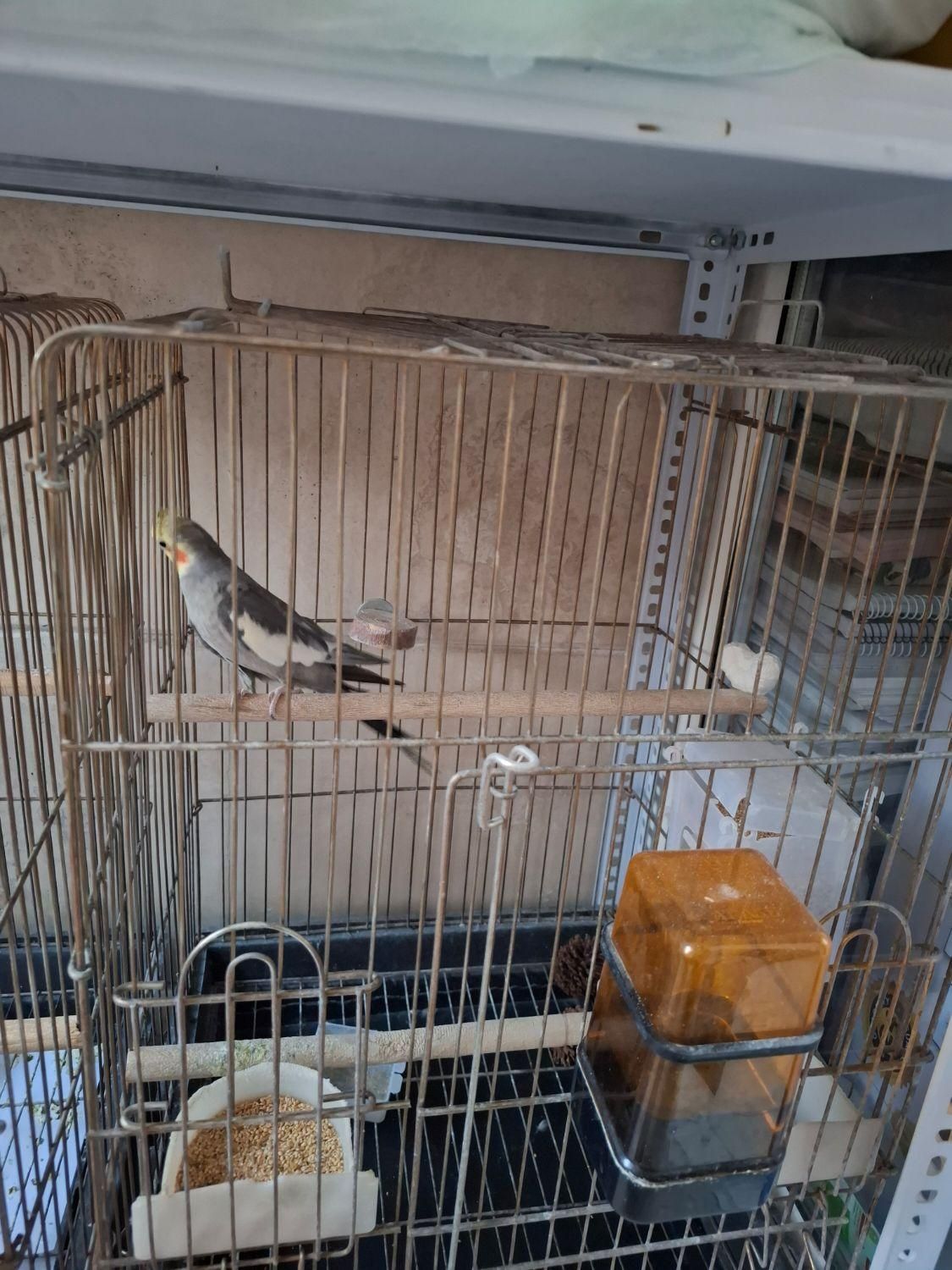 عروس هلندی نر|پرنده|تهران, بهار|دیوار