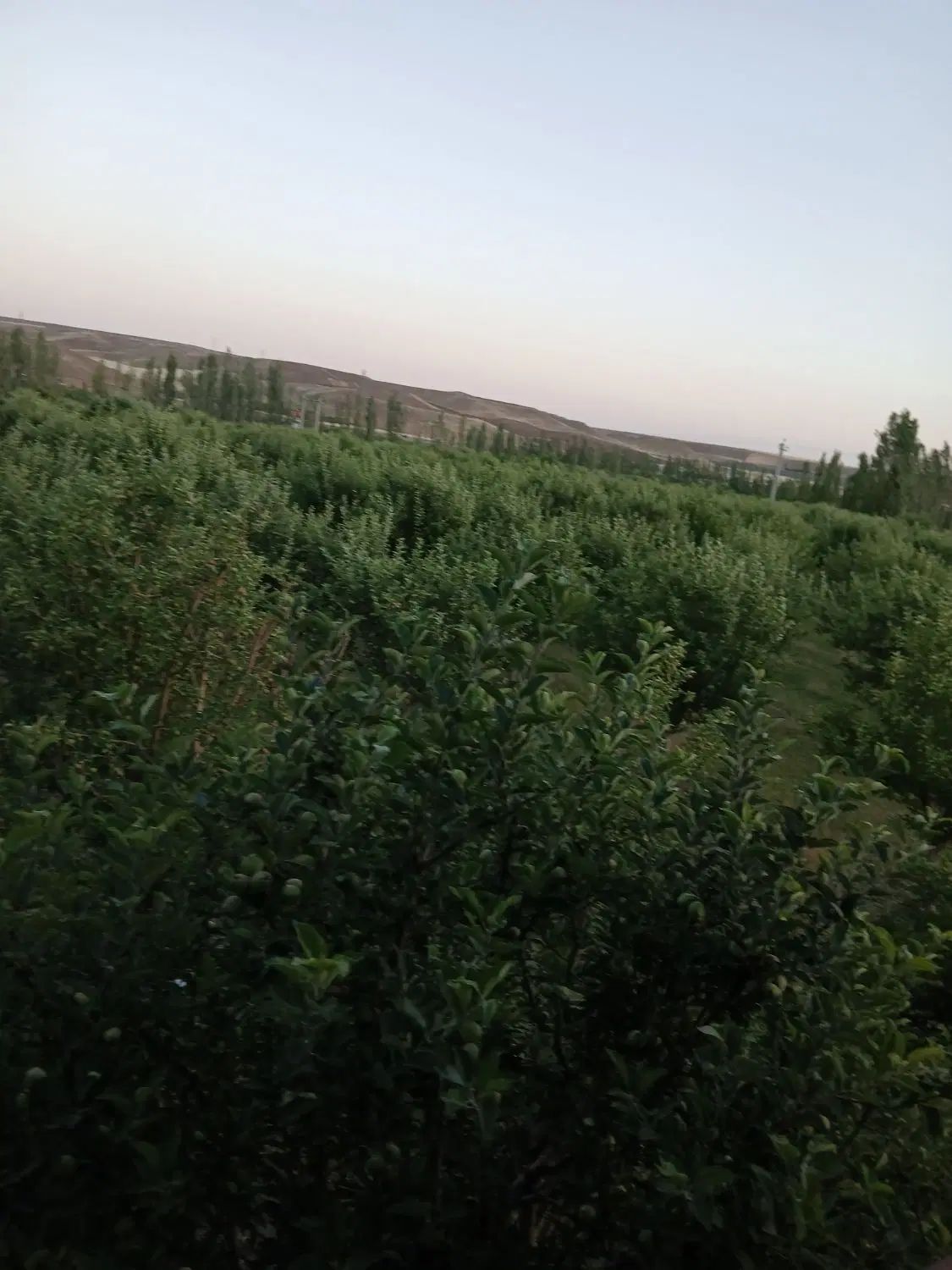 فروش حدود ۷۰تن سیب روی درخت نصف قرمز نصف سفید|خوردنی و آشامیدنی|خلخال, |دیوار