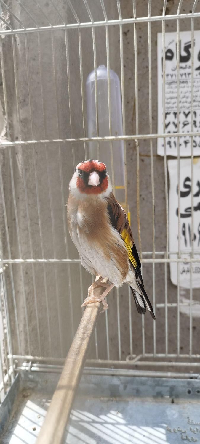 سهره نشون دار قواره دار مست|پرنده|تهران, نازی‌آباد|دیوار