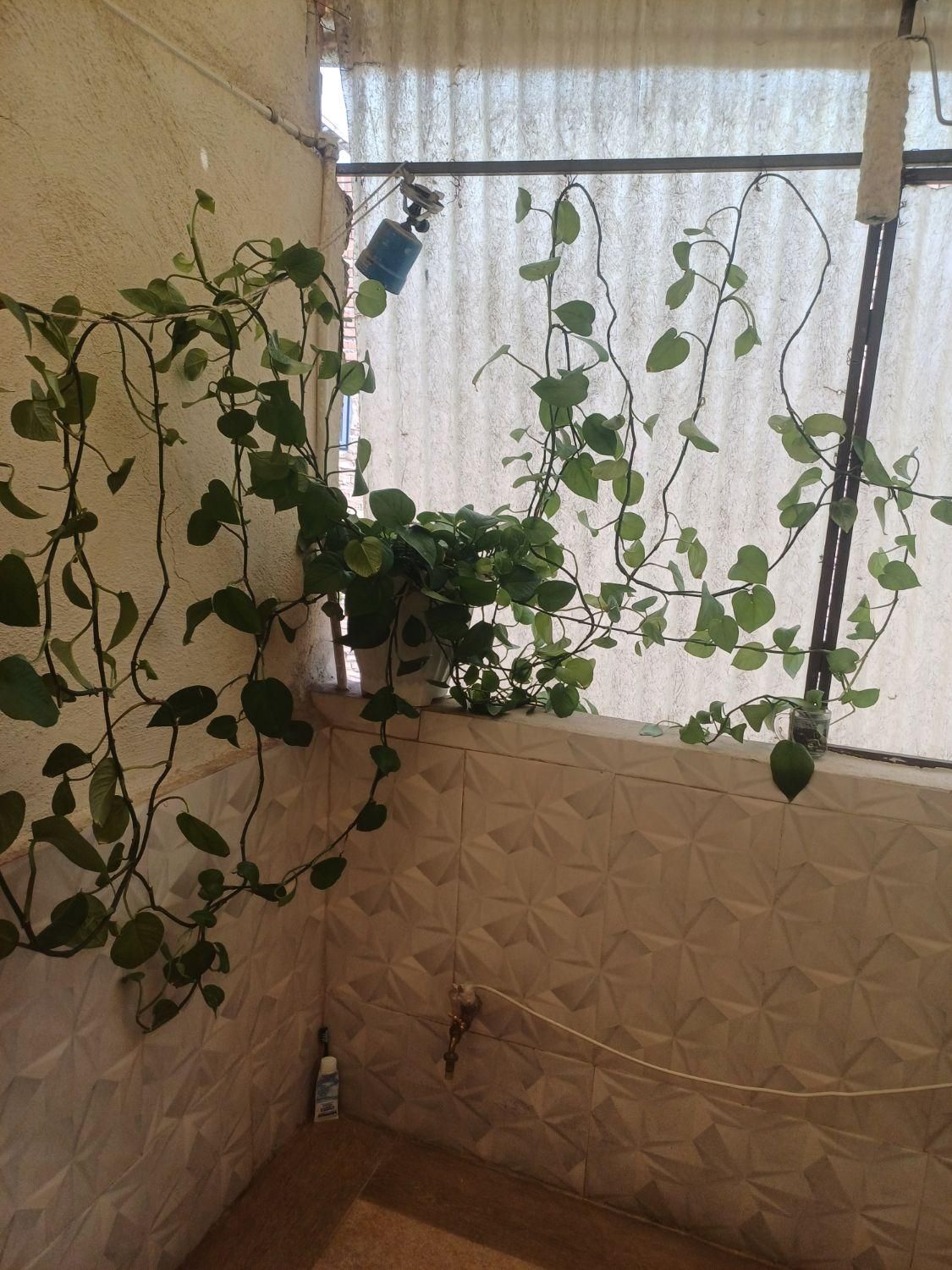 گل طبیعی|گل و گیاه طبیعی|تهران, عبدل‌آباد|دیوار