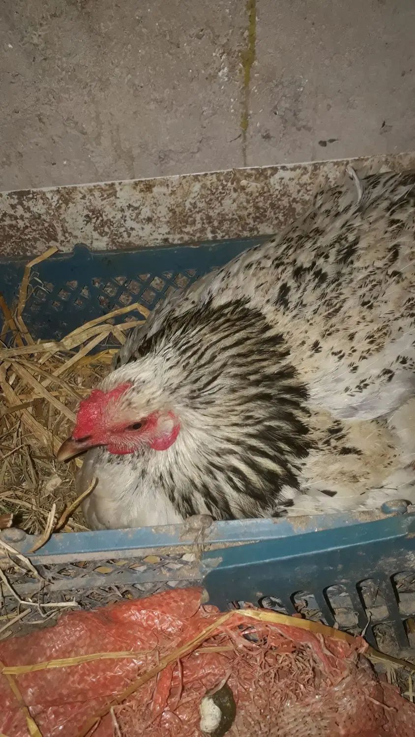 تخم مرغ نطفه دار وخوراکی اورگانیک|حیوانات مزرعه|رشت, نیروی دریایی|دیوار