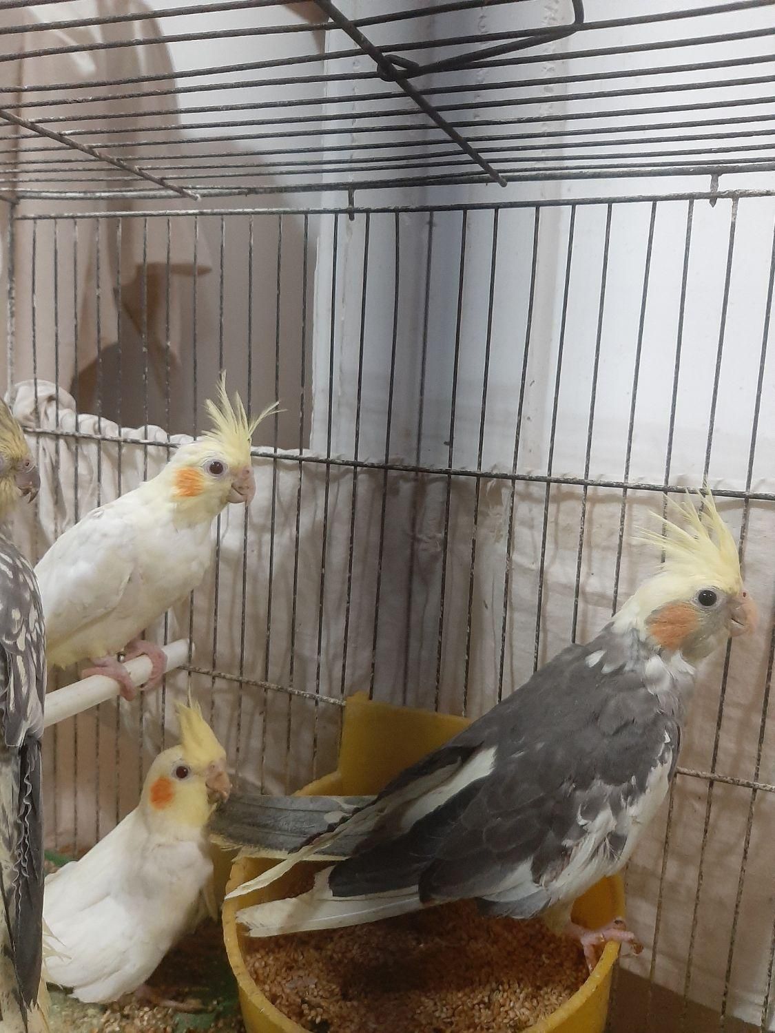 طوطی عروس هلندی|پرنده|رشت, رشتیان|دیوار