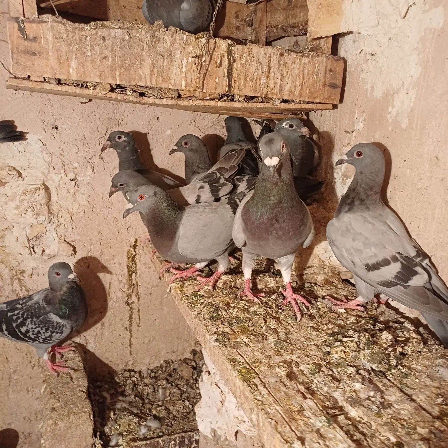 کفتر جوجه المانی|پرنده|مشهد, کوی سیدی|دیوار