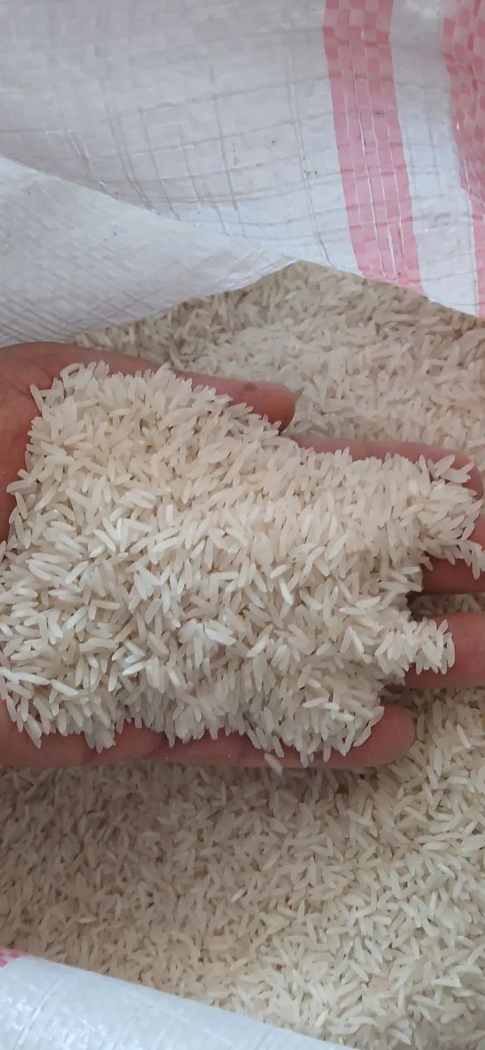 برنج طارم هاشمی ۲۲۵ ت سرلاشه ۱۴۵ت فجر ۱۵۰ت|خوردنی و آشامیدنی|آمل, |دیوار