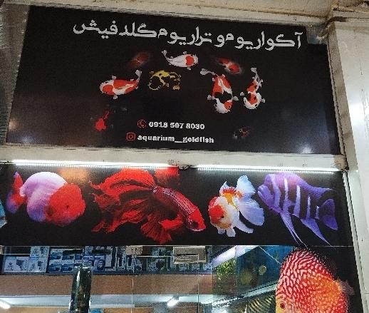آکواریوم گلدفیش|ماهی|ملایر, |دیوار