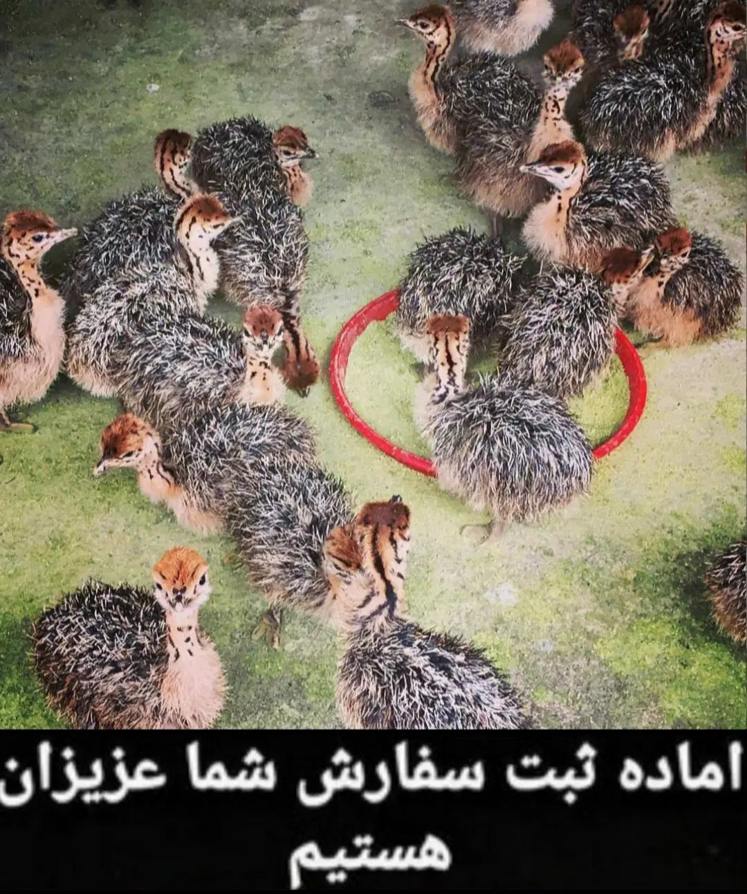 جوجه شترمرغ تخم خوراکی گوشت روغن درمانی قلم|حیوانات مزرعه|سی‌سخت, |دیوار