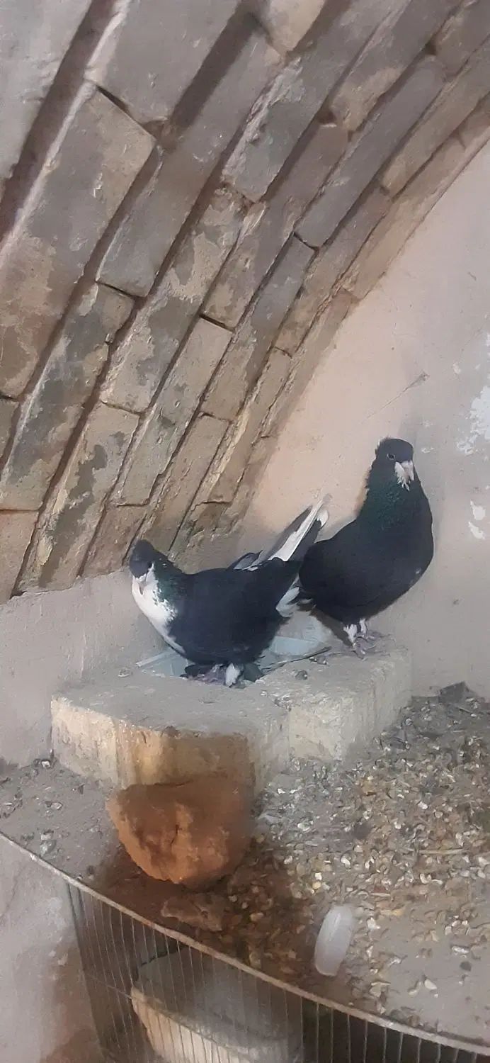 کبوتر دمگیر|پرنده|اصفهان, ارزنان|دیوار