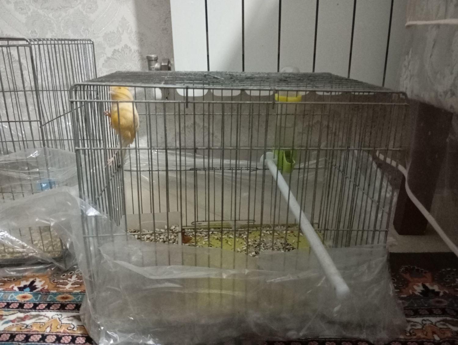 قفس پرنده بزرگ و کوچک مخصوص قناری و فنچ|لوازم جانبی حیوانات|قزوین, |دیوار