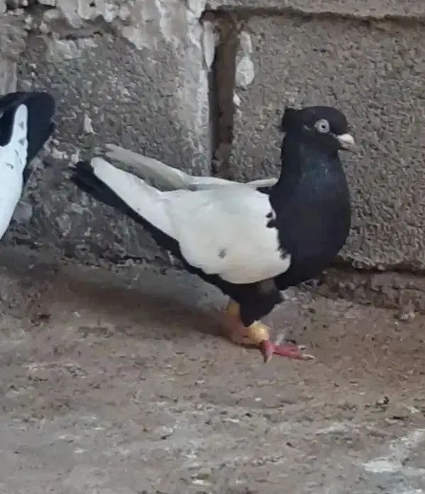 سینه ای ماده ۲ عدد نوک روشن، بدون دورنوک، سری ۷۰۰|پرنده|دزفول, |دیوار