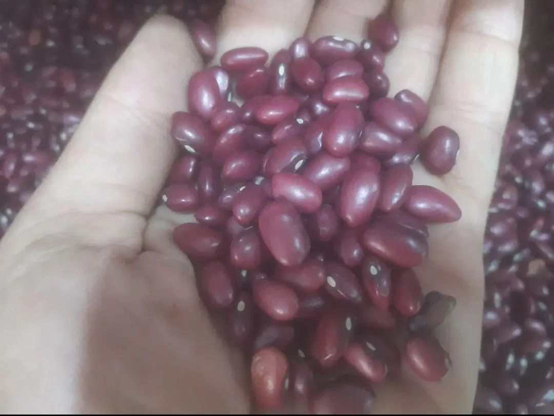 لوبیا قرمز|خوردنی و آشامیدنی|تهران, دکتر هوشیار|دیوار