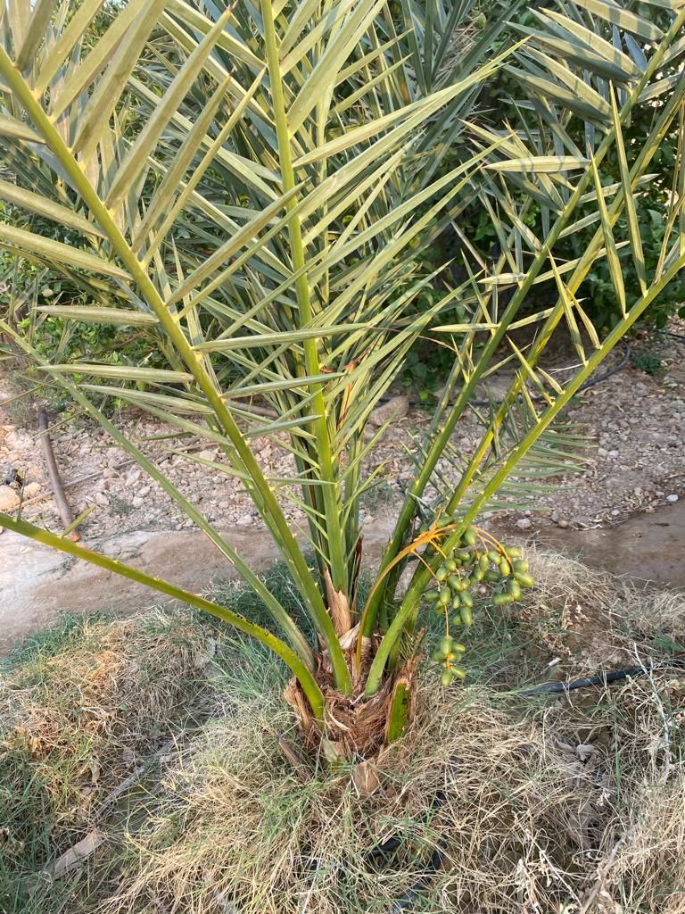 تولید کننده انواع نخل برحی مجول پیارم وانواع چمن|خدمات باغبانی و درختکاری|اهواز, زیتون کارمندی|دیوار