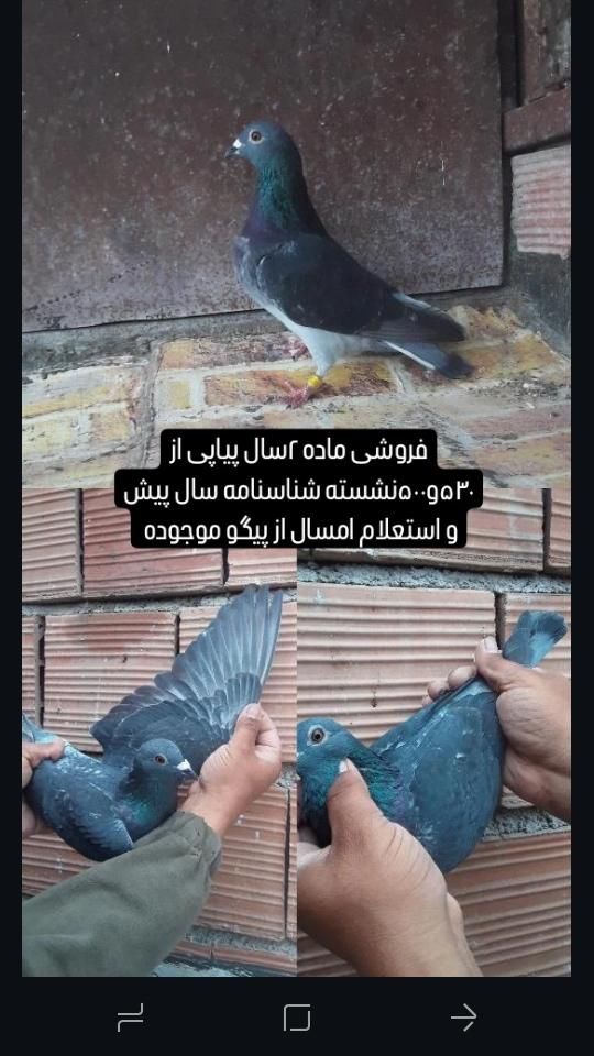 کبوتر جاده مابقه رفته|پرنده|گنبد کاووس, |دیوار