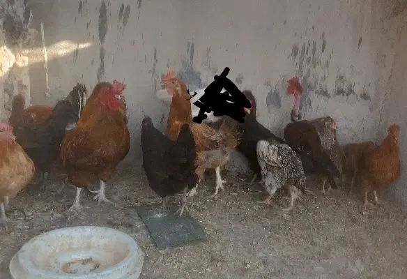 مرغ کوردی تخمگذار درشت و سالم بادوعددخروس.|حیوانات مزرعه|ایلام, |دیوار