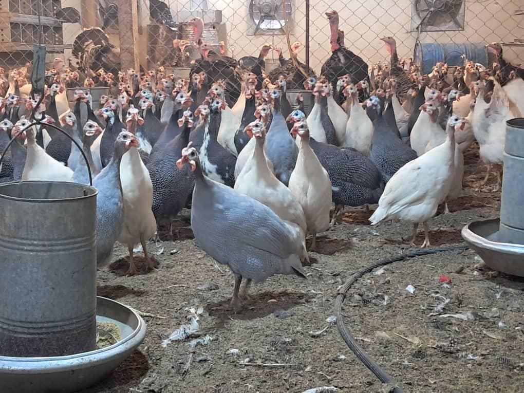 مرغ شاخدار و جوجه شاخدار|حیوانات مزرعه|تهران, اکباتان|دیوار